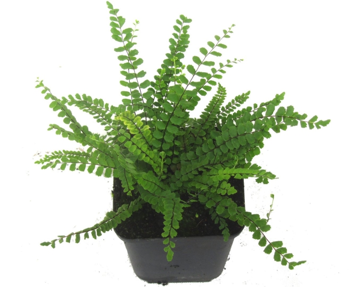 Асплениум волосовидный trichomanes