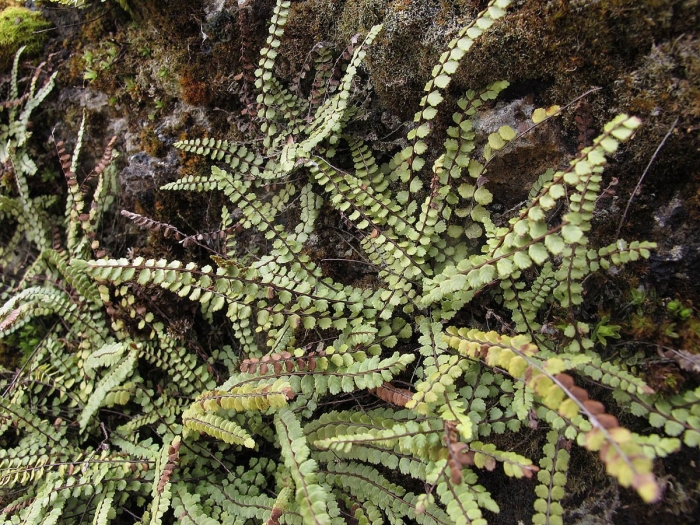 Костенец волосовидный