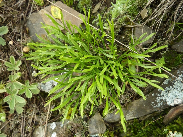 Костенец северный