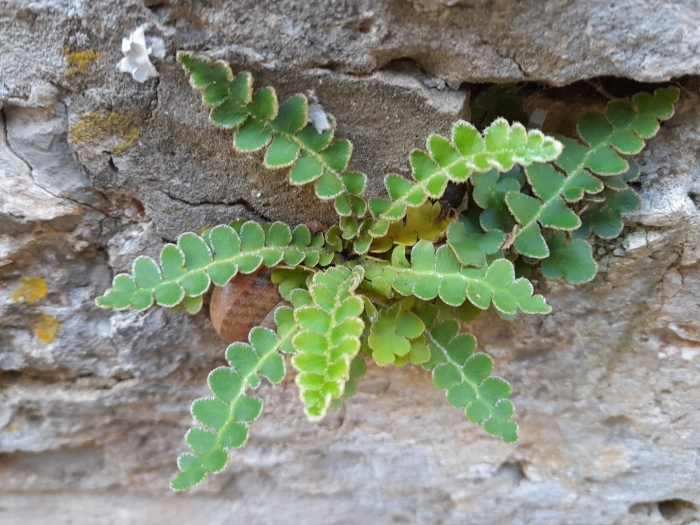 Asplenium ceterach