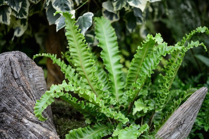 Asplenium scolopendrium