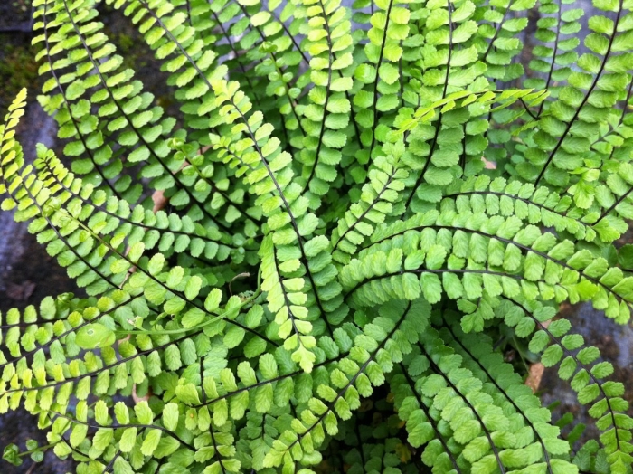 Папоротник костенец