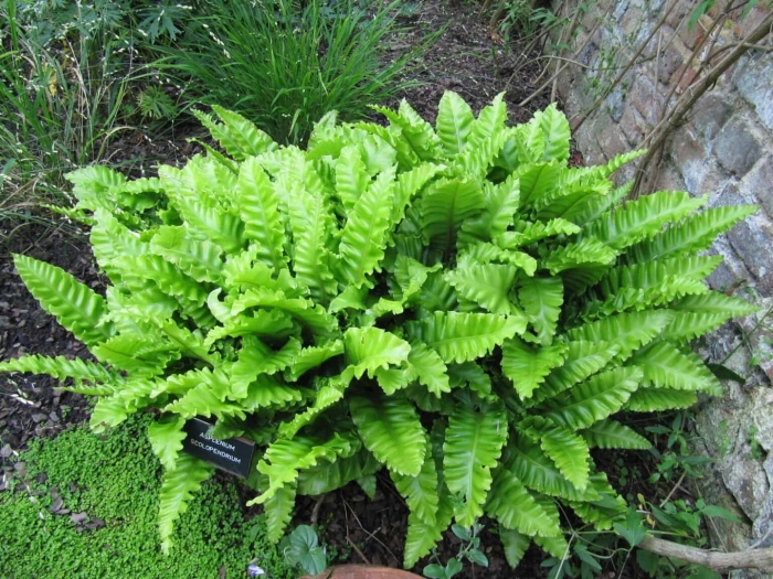 Асплениум asplenium scolopendrium angustifolia
