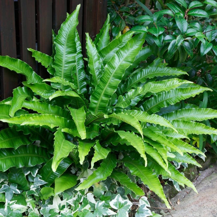 Асплениум scolopendrium