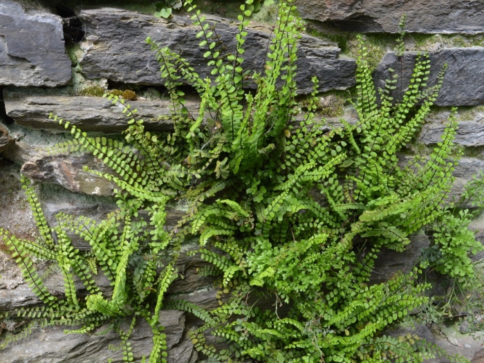 Папоротник костенец степной