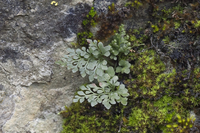 Asplenium ruta-muraria l. костенец постенный