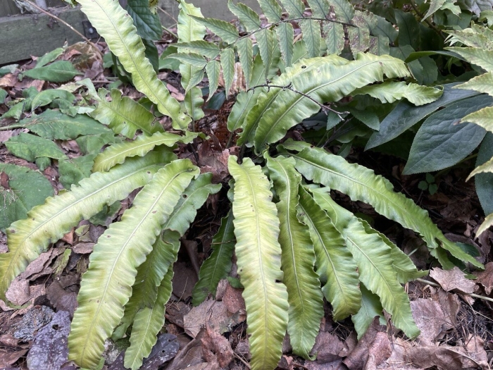 Асплениум сколопендровый