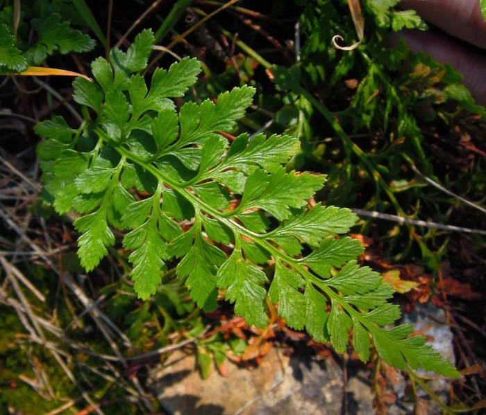 Asplenium dareoides