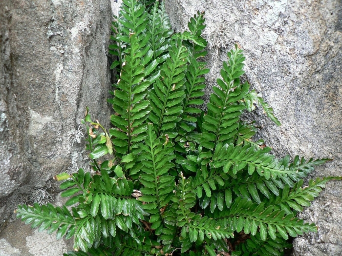 Асплениум живородящий