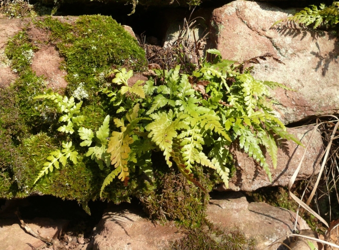 Asplenium adiantum nigrum