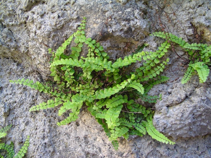Asplenium trichomanes