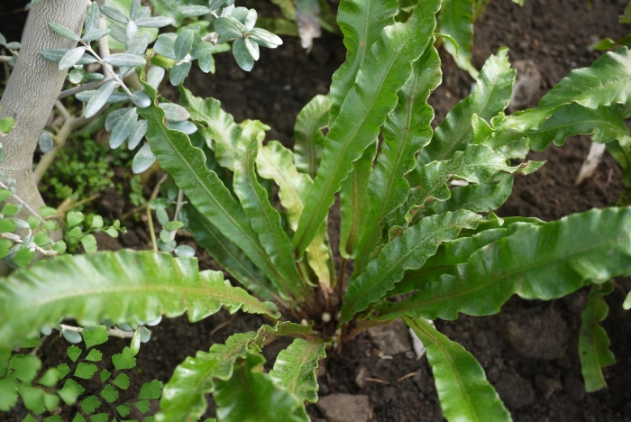 Костенец сколопендровый