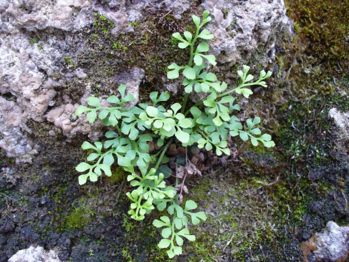 Asplenium septentrionale