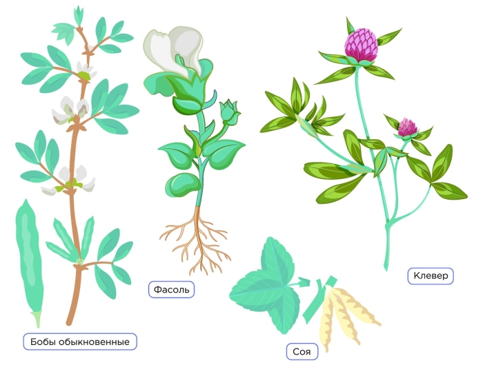 Дикорастущие мотыльковые растения