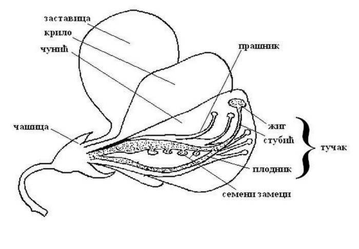 Строение цветка гороха