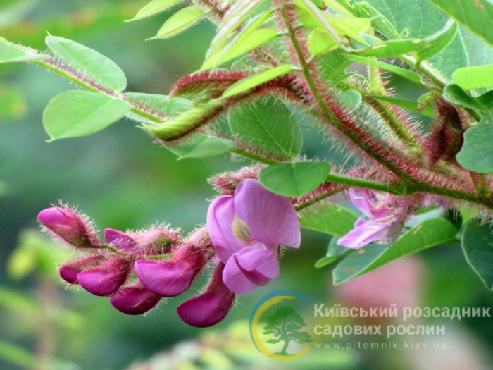 Робиния щетинистоволосистая