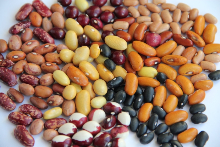 Фасоль сорт кэнди