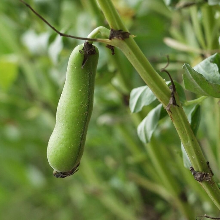 Бобы конские