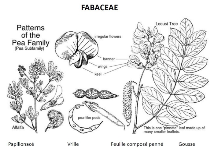 Листья бобовых растений