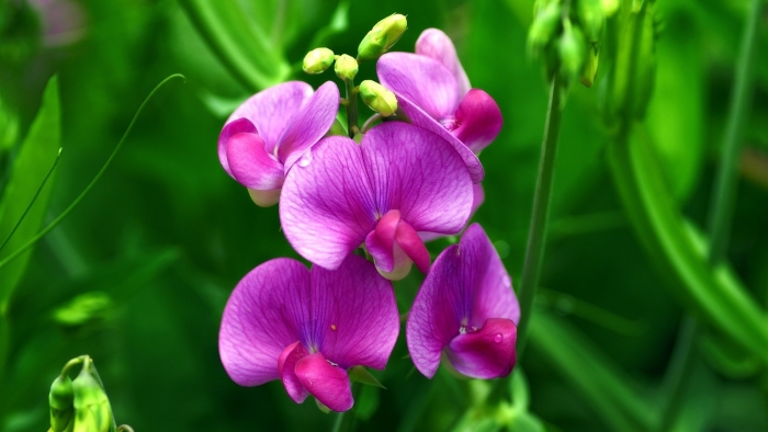 Lathyrus sativus