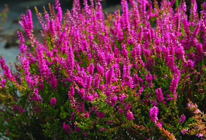 Вереск обыкновенный