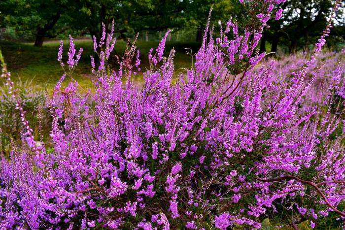 Вереск calluna vulgaris carmen