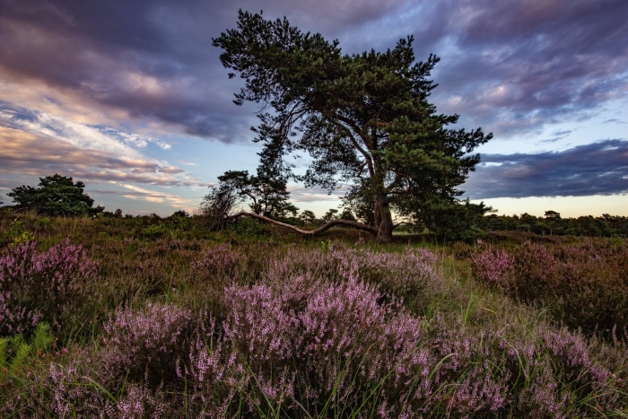 Вереск в лесу