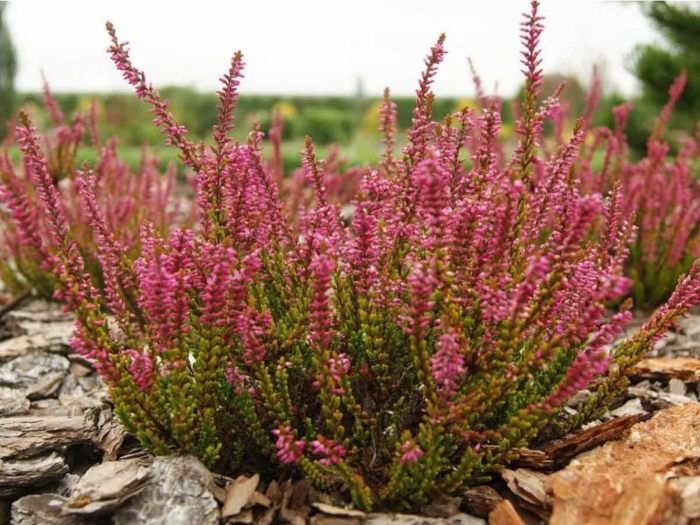 Вереск обыкновенный calluna vulgaris