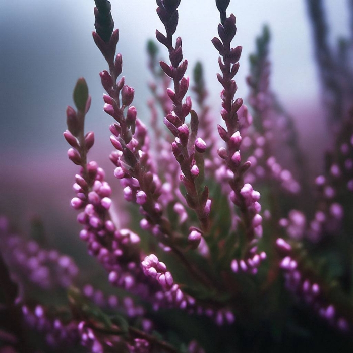 Шотландский вереск