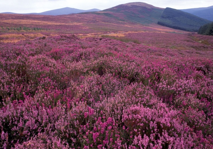 Вересковая пустошь англия