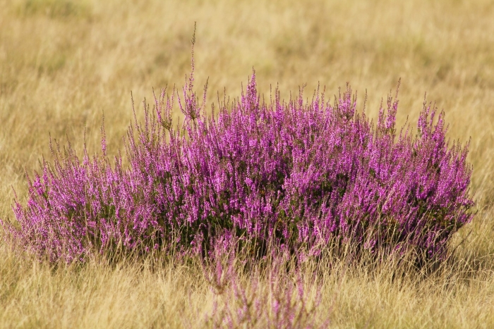 Болотный вереск