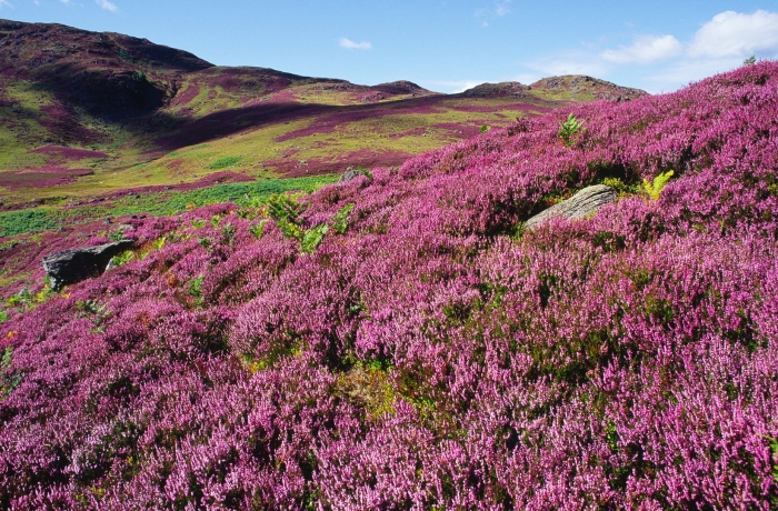 Цветущий вереск