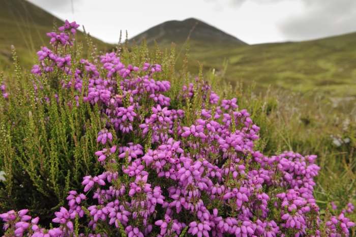 Вереск в шотландии