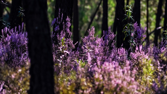 Вереск grizabella