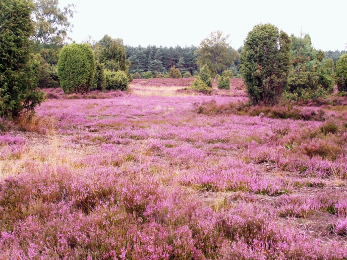 Lüneburger heide