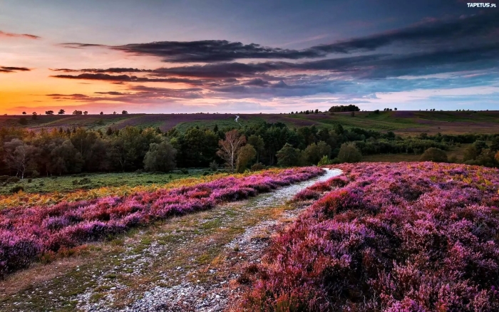 Вересковые пустоши великобритании