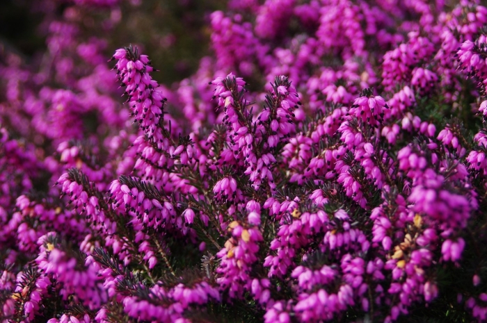 Вереск обыкновенный calluna vulgaris