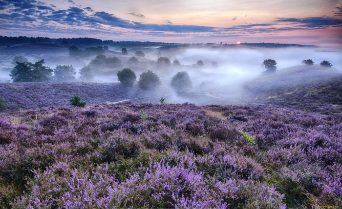 Вересковое поле