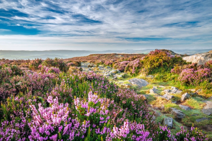 Вересковые поля в шотландии