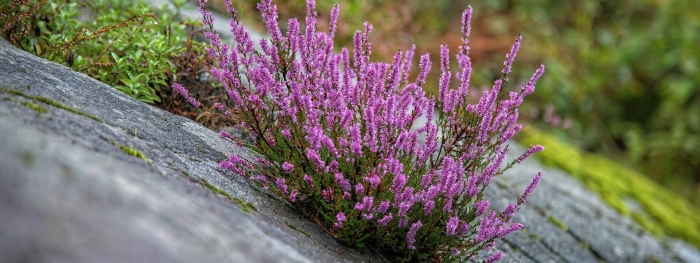 Вереск аннемари