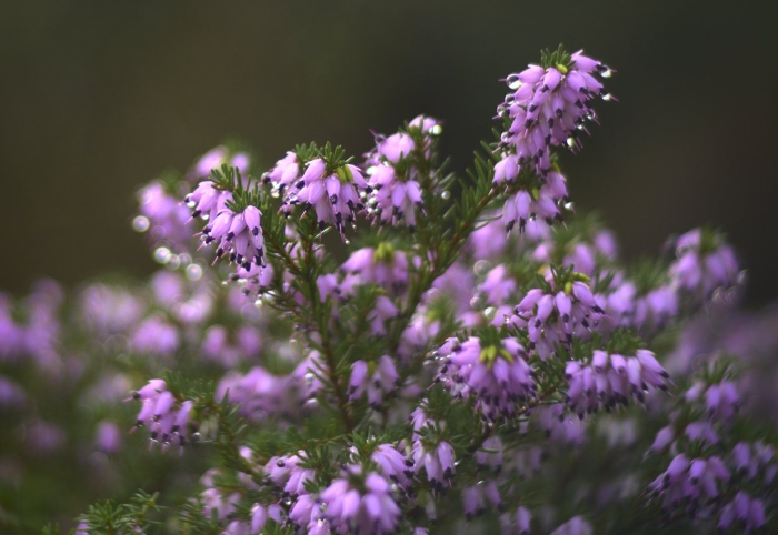 Вереск цветок