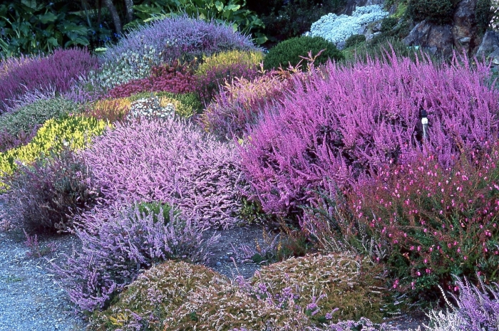 Вереск обыкновенный алисия