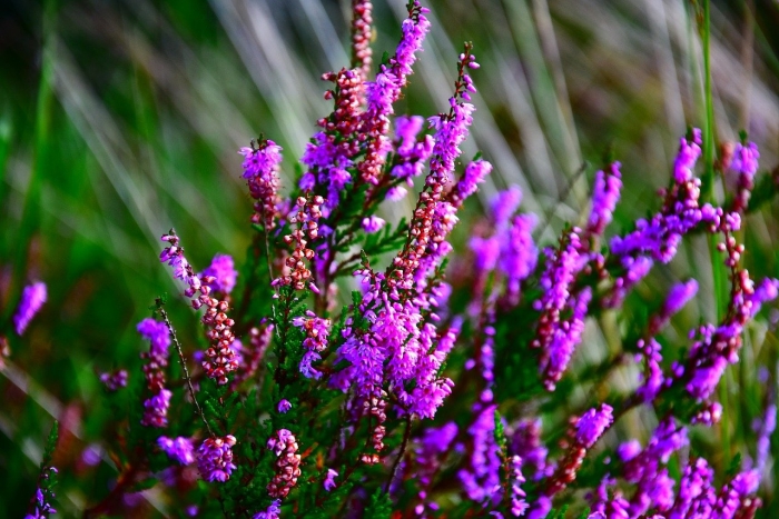 Вереск растение