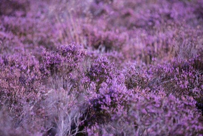 Calluna vulgaris