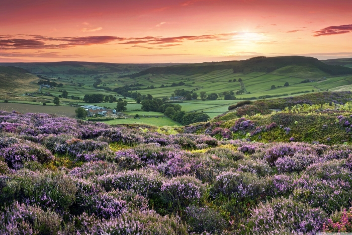 Йоркшир англия вересковые пустоши