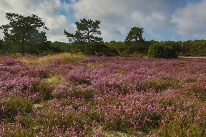 Вересковых пустошах уэст-йоркшира