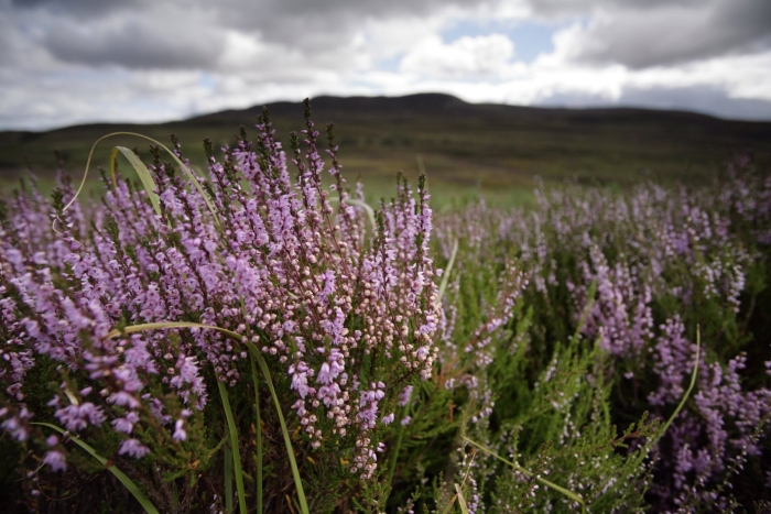 Ползучий вереск северной америки