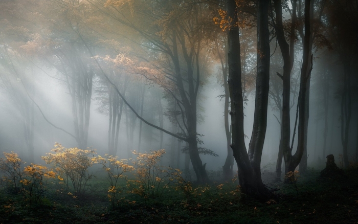 Туман осень