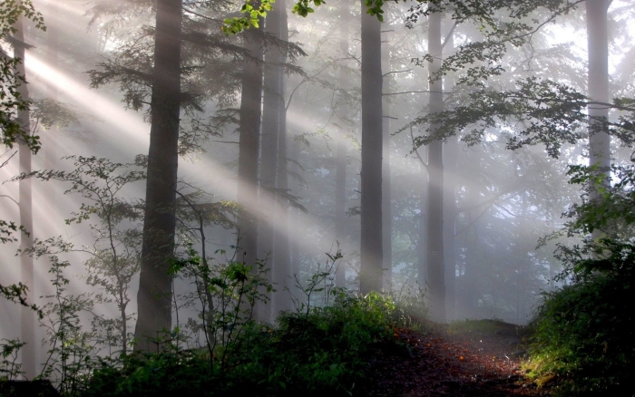 Аффреско лес в тумане