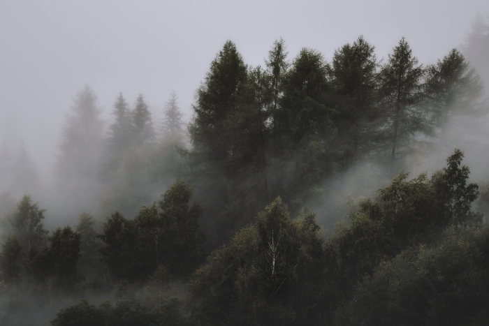 Misty forest